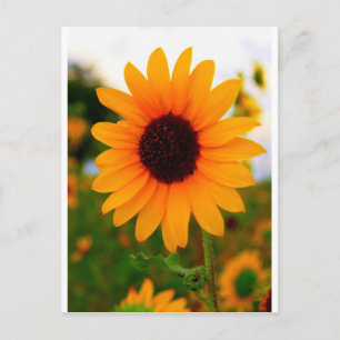 Sunflower Postcard