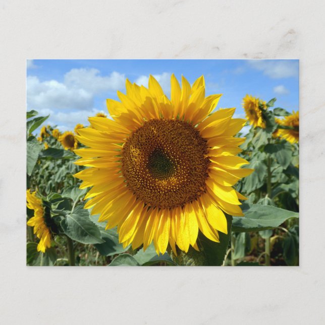 Sunflower Postcard (Front)
