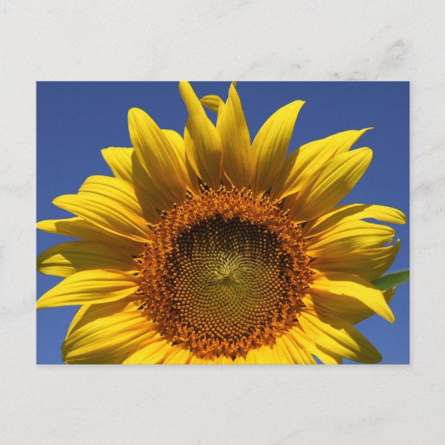 Sunflower Postcard (Front)