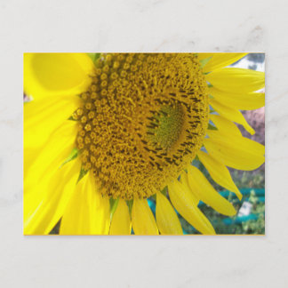 Sunflower Postcard