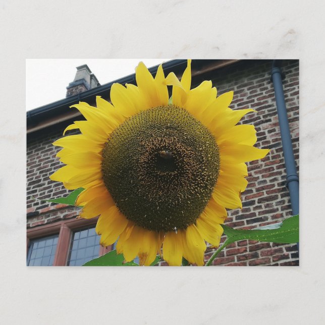 Sunflower Postcard (Front)