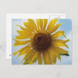 Sunflower Postcard