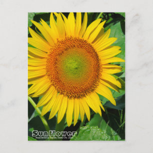 Sunflower :Postcard Postcard