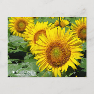 Sunflower :Postcard Postcard