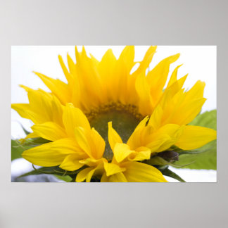 Sunflower Poster