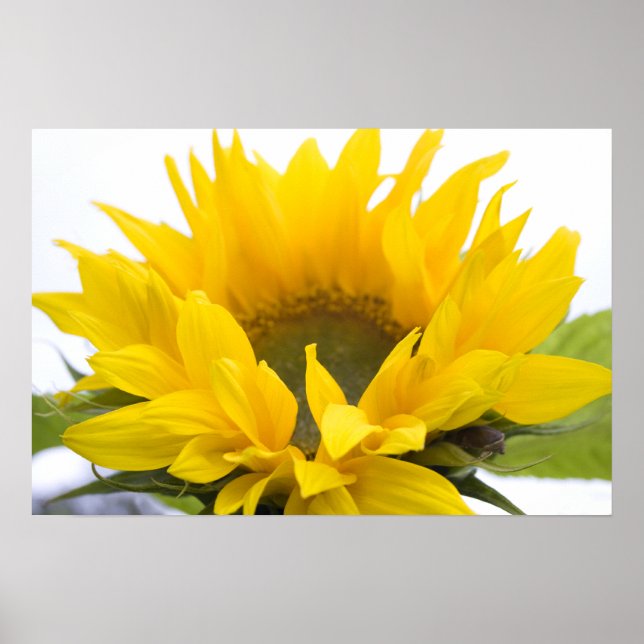 Sunflower Poster (Front)