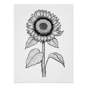 Sunflower Poster