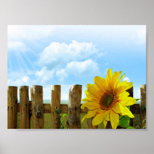 Sunflower Poster