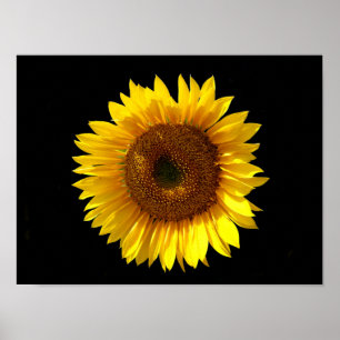 Sunflower Poster