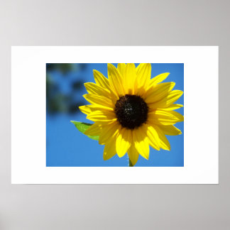 Sunflower Poster