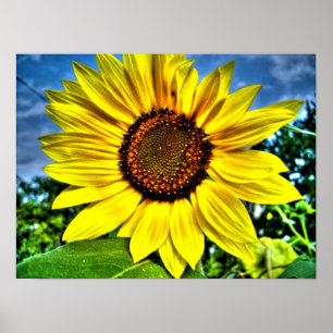 sunflower poster