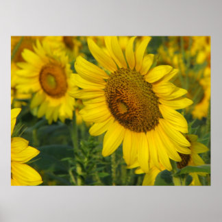 Sunflower Poster