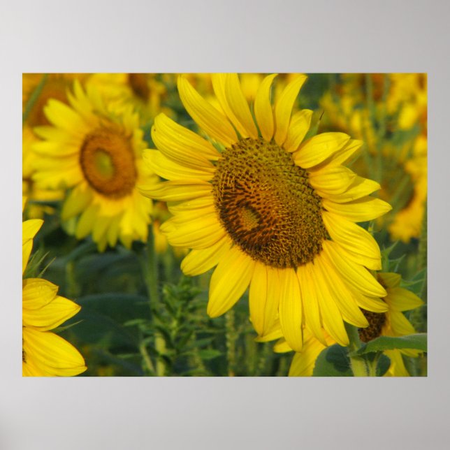 Sunflower Poster (Front)