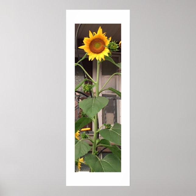 Sunflower Poster (Front)