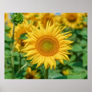 Sunflower Poster