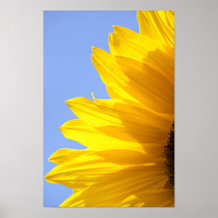 Sunflower Poster