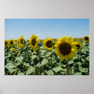 Sunflower Poster