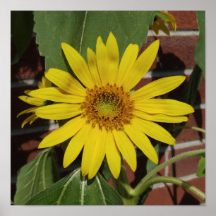 Sunflower Poster