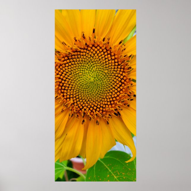 Sunflower Poster (Front)