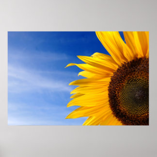 Sunflower Poster