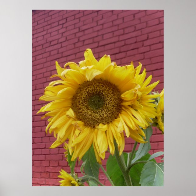 Sunflower Poster (Front)