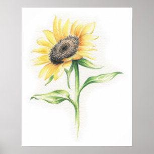 Sunflower Poster
