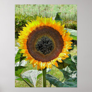 SUNFLOWER POSTER