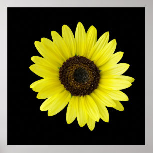 Sunflower Poster
