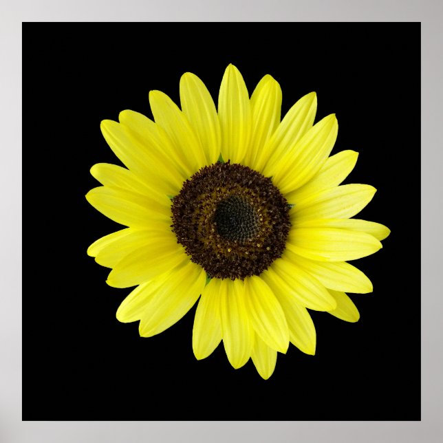 Sunflower Poster (Front)