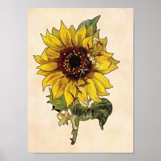 Sunflower Poster (Front)