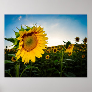 Sunflower Poster