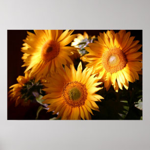 Sunflower Poster