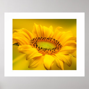Sunflower Poster