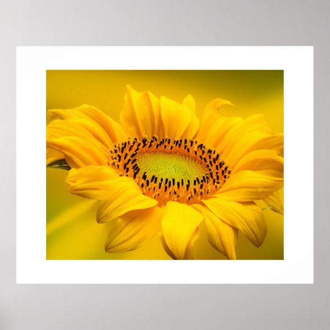 Sunflower Poster (Front)