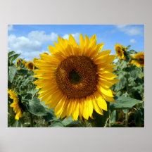 Sunflower Poster