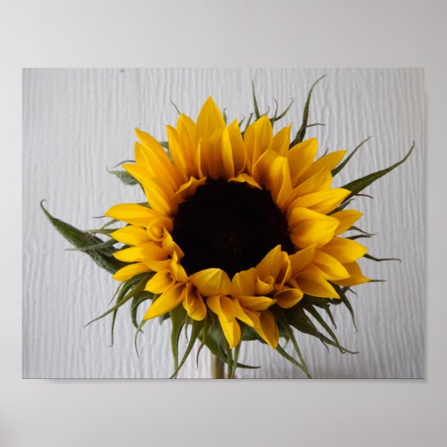 Sunflower Poster (Front)