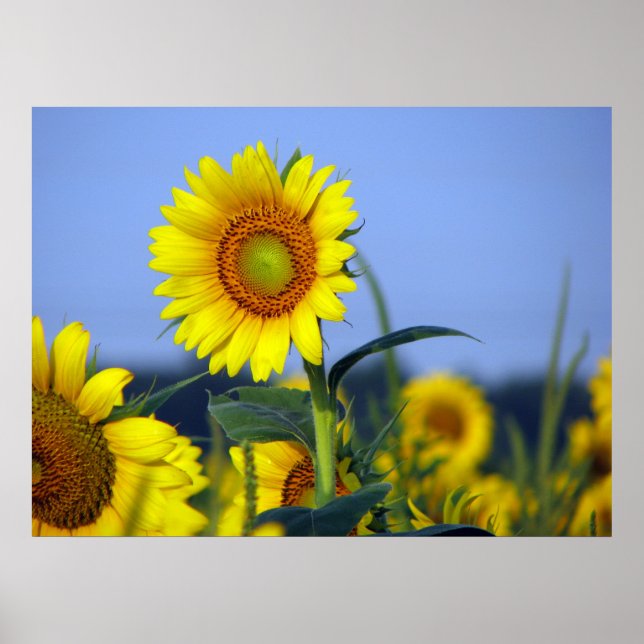 Sunflower Poster (Front)