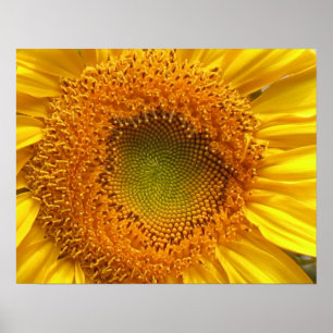 Sunflower Poster Prints