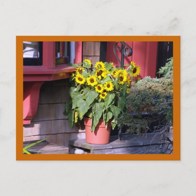 Sunflower Pot Post Card (Front)