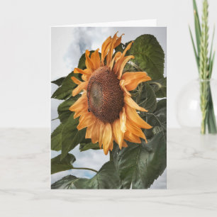 Sunflower Power Birthday Card