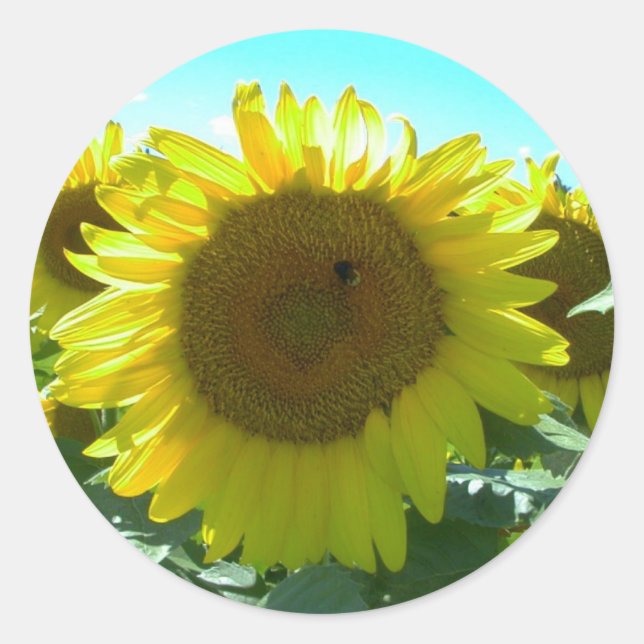 Sunflower Power-Sticker Classic Round Sticker (Front)