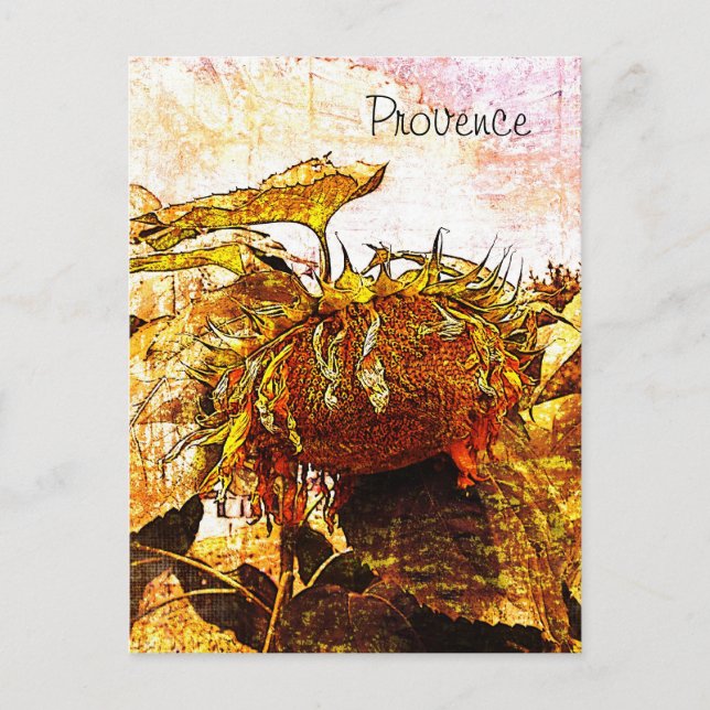 sunflower, provence postcard (Front)