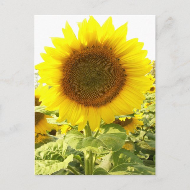 Sunflower Radiance Postcard (Front)