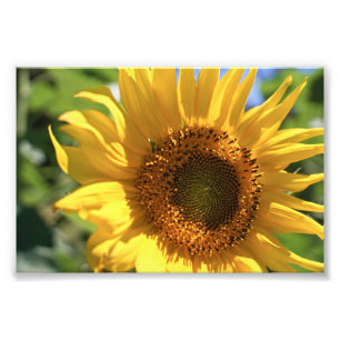 Sunflower Radiate Photo Print