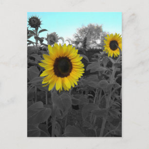 Sunflower Recolored Postcard