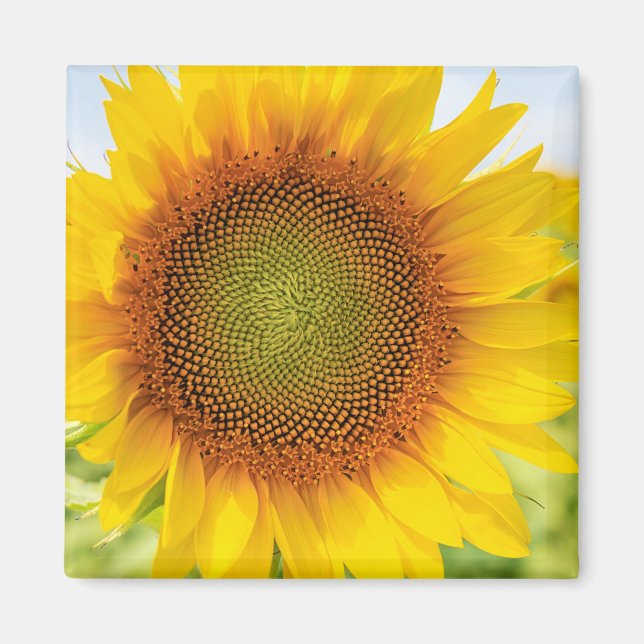 Sunflower Refrigerator Magnet (Front)