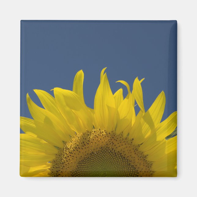 Sunflower Rising Magnet (Front)