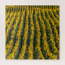 Sunflower Rows