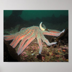 Sunflower Sea Star - Fine Art Print