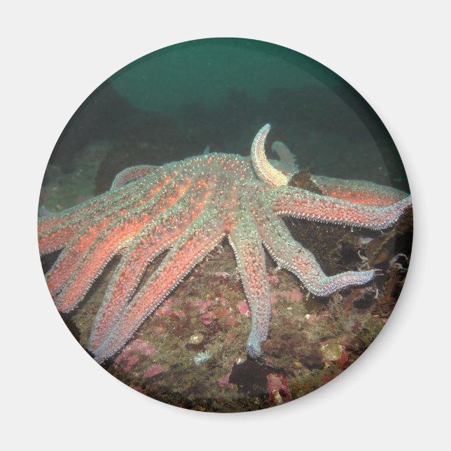 Sunflower Sea Star - Magnet (Front)